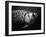 Fish-Henry Horenstein-Framed Premium Photographic Print