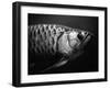 Fish-Henry Horenstein-Framed Premium Photographic Print