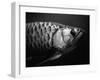 Fish-Henry Horenstein-Framed Premium Photographic Print