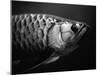 Fish-Henry Horenstein-Mounted Premium Photographic Print