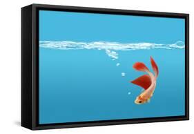 Fish-null-Framed Stretched Canvas