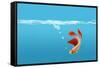 Fish-null-Framed Stretched Canvas