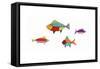 Fish-Beverly Johnston-Framed Stretched Canvas