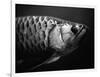 Fish-Henry Horenstein-Framed Photographic Print