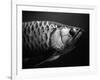 Fish-Henry Horenstein-Framed Photographic Print