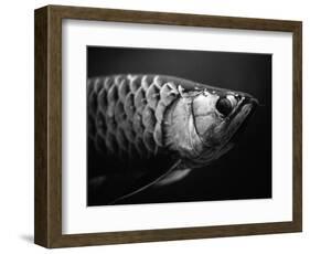 Fish-Henry Horenstein-Framed Photographic Print