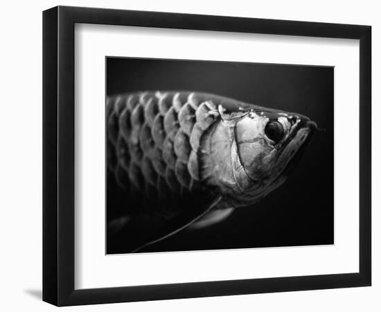 Fish-Henry Horenstein-Framed Photographic Print