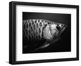 Fish-Henry Horenstein-Framed Photographic Print