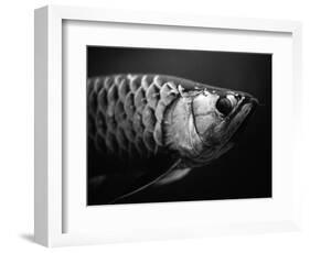 Fish-Henry Horenstein-Framed Photographic Print