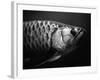 Fish-Henry Horenstein-Framed Photographic Print