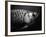 Fish-Henry Horenstein-Framed Photographic Print