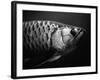 Fish-Henry Horenstein-Framed Photographic Print