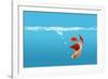 Fish-null-Framed Photographic Print