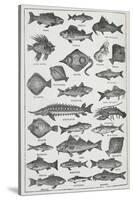 Fish-Isabella Beeton-Stretched Canvas