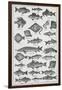 Fish-Isabella Beeton-Framed Giclee Print