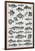 Fish-Isabella Beeton-Framed Giclee Print