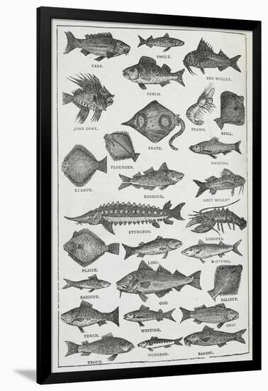 Fish-Isabella Beeton-Framed Giclee Print