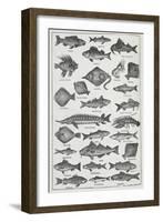 Fish-Isabella Beeton-Framed Giclee Print