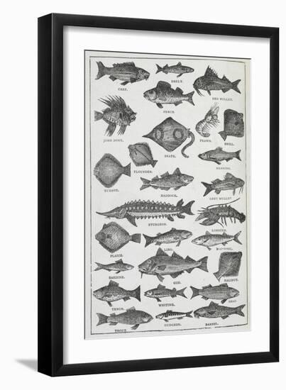 Fish-Isabella Beeton-Framed Giclee Print