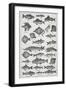 Fish-Isabella Beeton-Framed Giclee Print