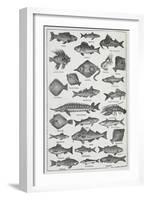 Fish-Isabella Beeton-Framed Giclee Print