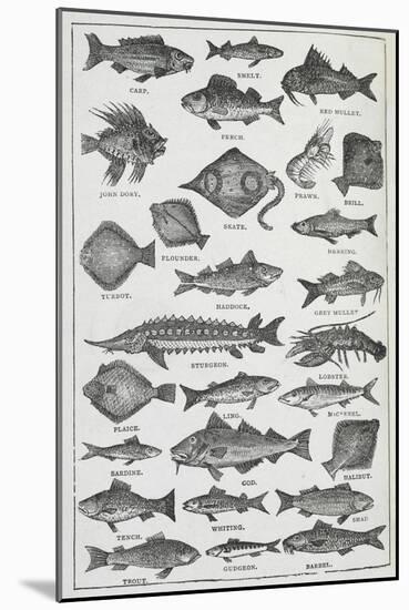 Fish-Isabella Beeton-Mounted Giclee Print