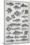 Fish-Isabella Beeton-Mounted Giclee Print