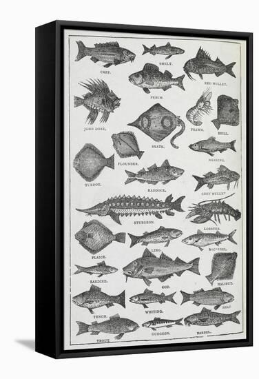Fish-Isabella Beeton-Framed Stretched Canvas