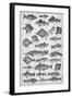 Fish-Isabella Beeton-Framed Giclee Print