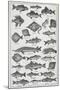 Fish-Isabella Beeton-Mounted Giclee Print
