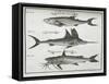 Fish-null-Framed Stretched Canvas