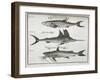 Fish-null-Framed Giclee Print