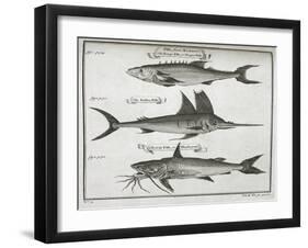 Fish-null-Framed Giclee Print