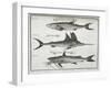 Fish-null-Framed Giclee Print