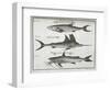 Fish-null-Framed Giclee Print