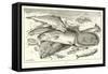 Fish-null-Framed Stretched Canvas