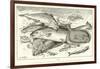 Fish-null-Framed Giclee Print