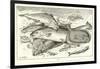 Fish-null-Framed Giclee Print