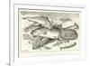 Fish-null-Framed Giclee Print