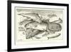 Fish-null-Framed Giclee Print