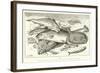 Fish-null-Framed Giclee Print