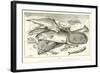 Fish-null-Framed Giclee Print