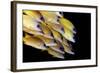 Fish-Ilan Ben Tov-Framed Photographic Print