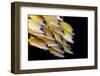 Fish-Ilan Ben Tov-Framed Photographic Print