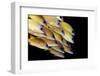 Fish-Ilan Ben Tov-Framed Photographic Print