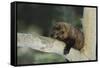 Fisher in Tree-DLILLC-Framed Stretched Canvas