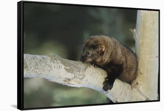 Fisher in Tree-DLILLC-Framed Stretched Canvas