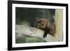 Fisher in Tree-DLILLC-Framed Photographic Print