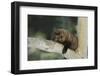 Fisher in Tree-DLILLC-Framed Photographic Print