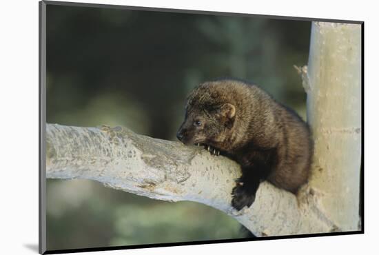 Fisher in Tree-DLILLC-Mounted Photographic Print
